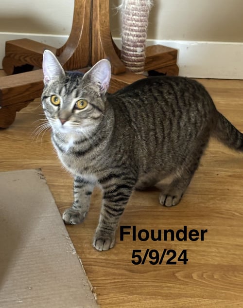 FLOUNDER -THE FONDY FISH LITTER - Tabby available for adoption