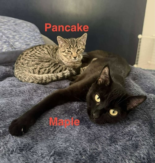 MAPLE - Domestic Short Hair available for adoption