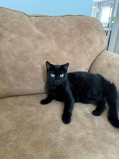 MAPLE - Domestic Short Hair available for adoption