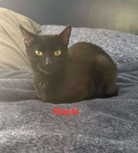 Maple - Photo 3