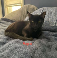 Maple - Photo 4