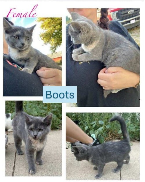 BOOTS - CUPCAKE WONDER LITTER (BONDED W/ COOKIE) - Domestic Short Hair available for adoption