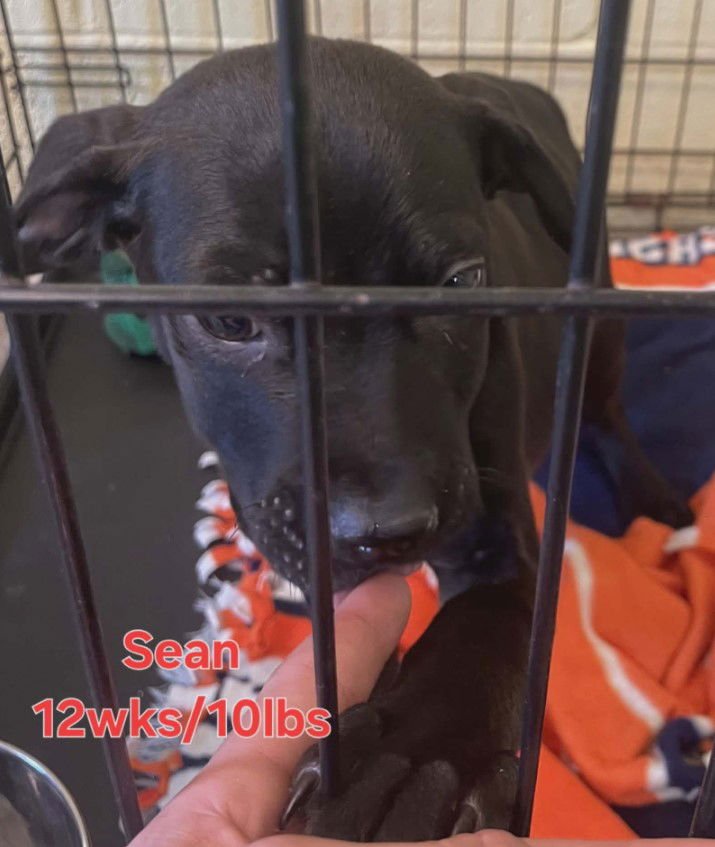 SEAN - Labrador Retriever available for adoption