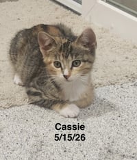 Cassie - Photo 2
