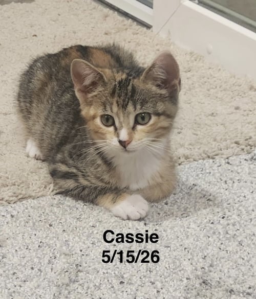 CASSIE - Tabby available for adoption