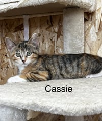 Cassie - Photo 3