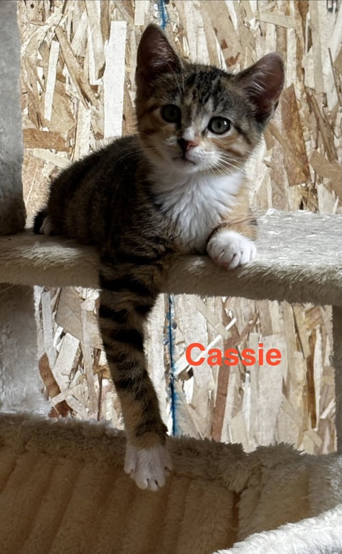 CASSIE - Tabby available for adoption