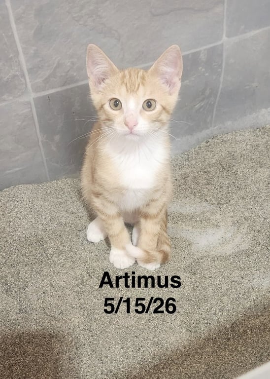 Artimus Image