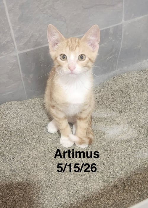 ARTIMUS - Tabby available for adoption
