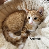 Artimus - Photo 3