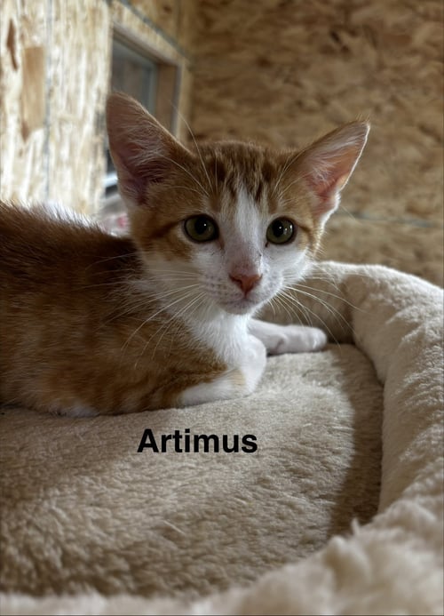 ARTIMUS - Tabby available for adoption