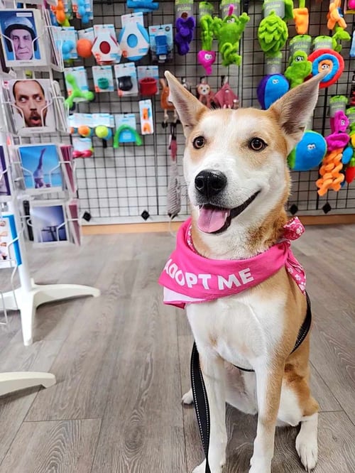MAY - Shiba Inu available for adoption