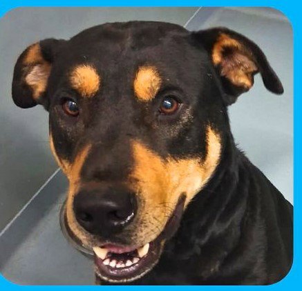 CHOPPER - COMING SOON! - Rottweiler available for adoption