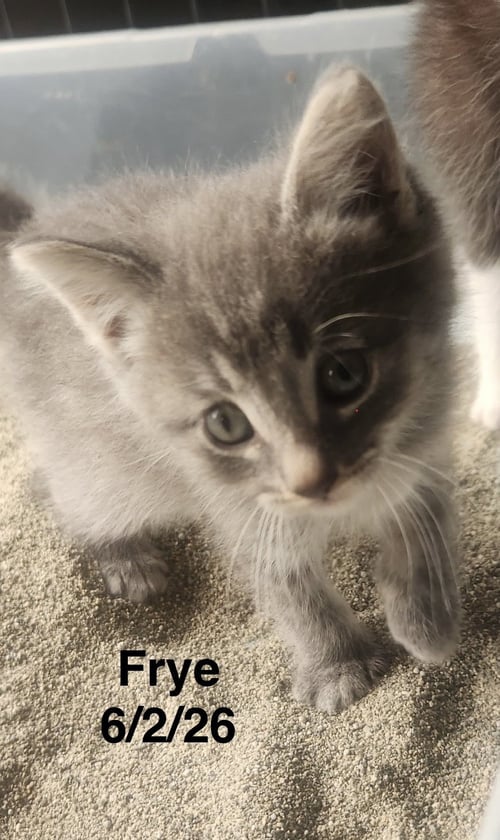 FRYE - Domestic Short Hair available for adoption