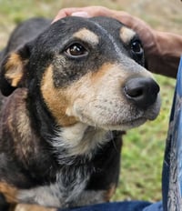 Rosie - Photo 2