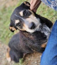 Rosie - Photo 3