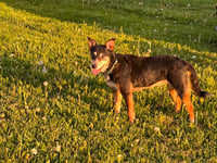 Rosie - Photo 6