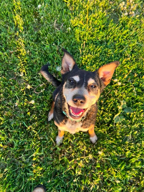 ROSIE - Australian Cattle Dog/Blue Heeler available for adoption