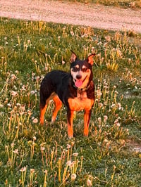 Rosie - Photo 3