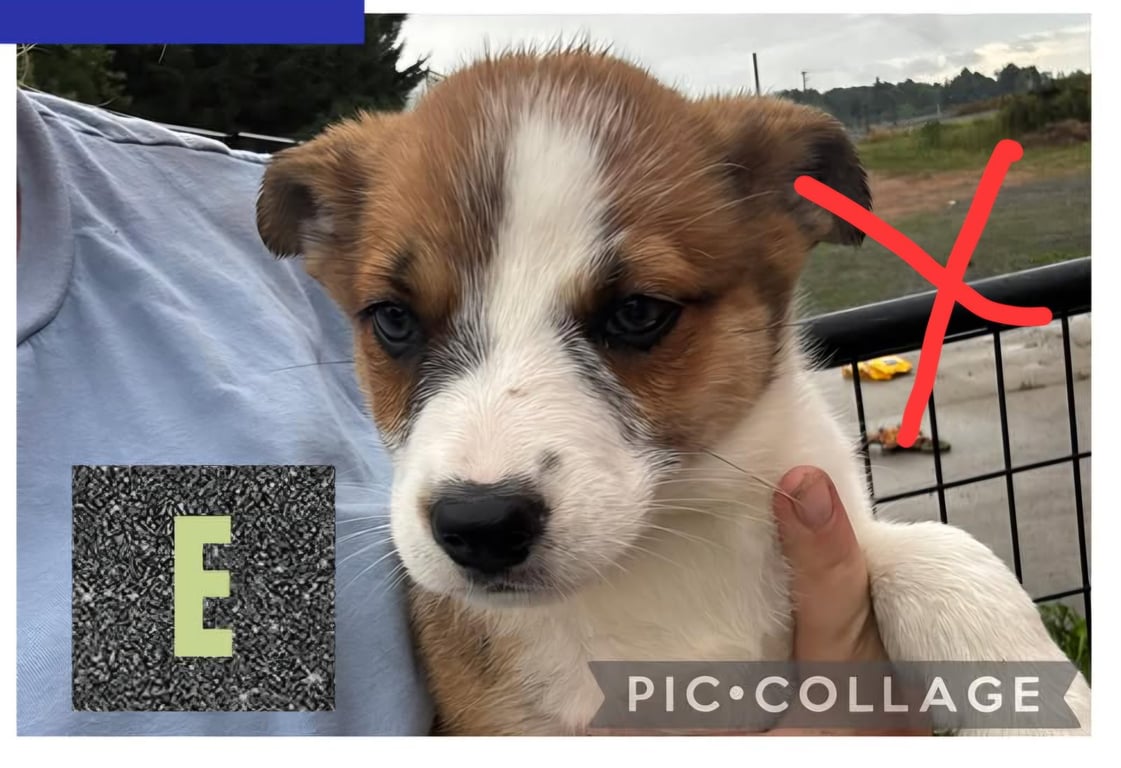 Spirit - Halloween Litter Image