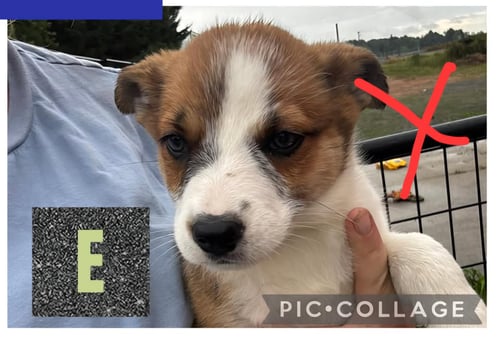 SPIRIT - HALLOWEEN LITTER - Australian Cattle Dog/Blue Heeler available for adoption