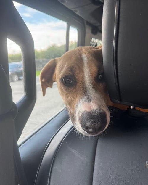 BRODY-COMING SOON! - German Shorthaired Pointer / Hound available for adoption