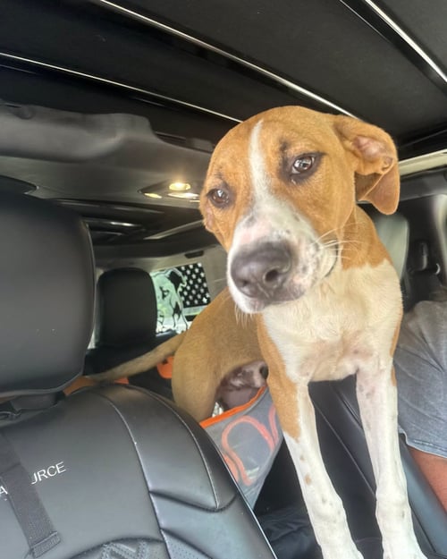 BRODY-COMING SOON! - German Shorthaired Pointer / Hound available for adoption