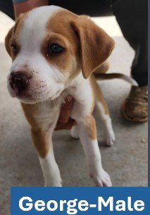 GEORGE - AMERICANA LITTER