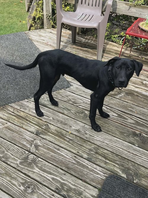 RADAR - Black Labrador Retriever available for adoption