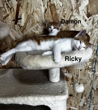 Damon - Photo 2