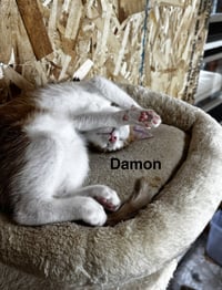 Damon - Photo 3