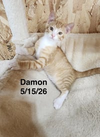 Damon - Photo 1