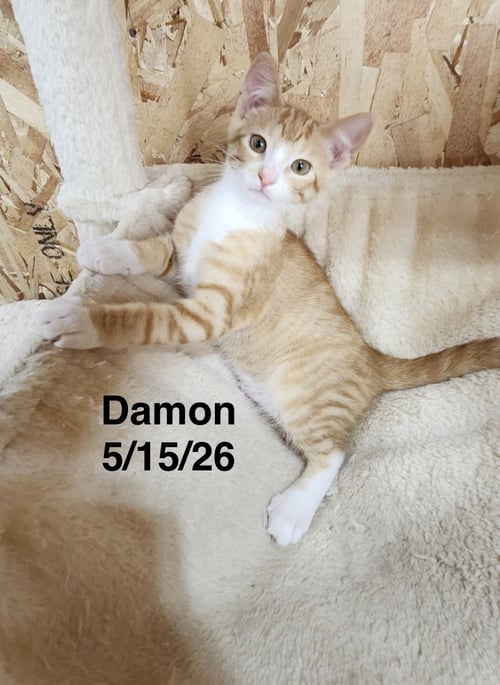 DAMON - Tabby available for adoption
