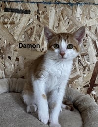 Damon - Photo 4