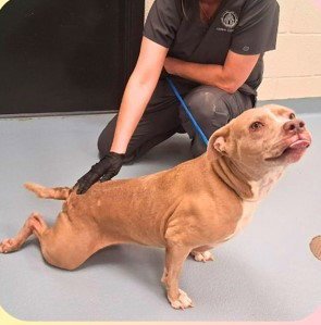 LOLA - Labrador Retriever available for adoption