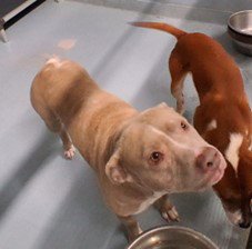 LOLA - Labrador Retriever available for adoption