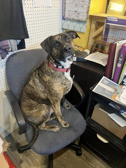 BAMA - Retriever / Terrier available for adoption