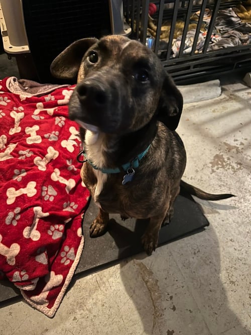 BAMA - Retriever / Terrier available for adoption