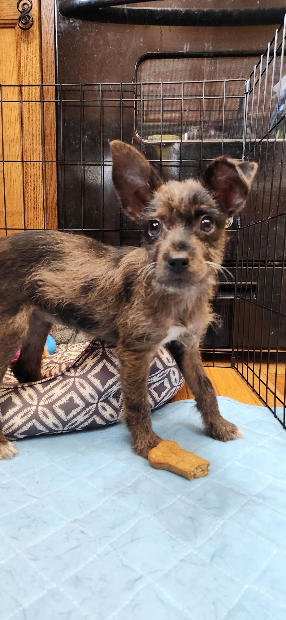 CLOVER - Wirehaired Fox Terrier / Chihuahua available for adoption
