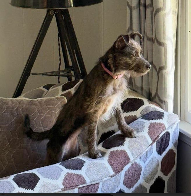 CLOVER - Wirehaired Fox Terrier / Chihuahua available for adoption