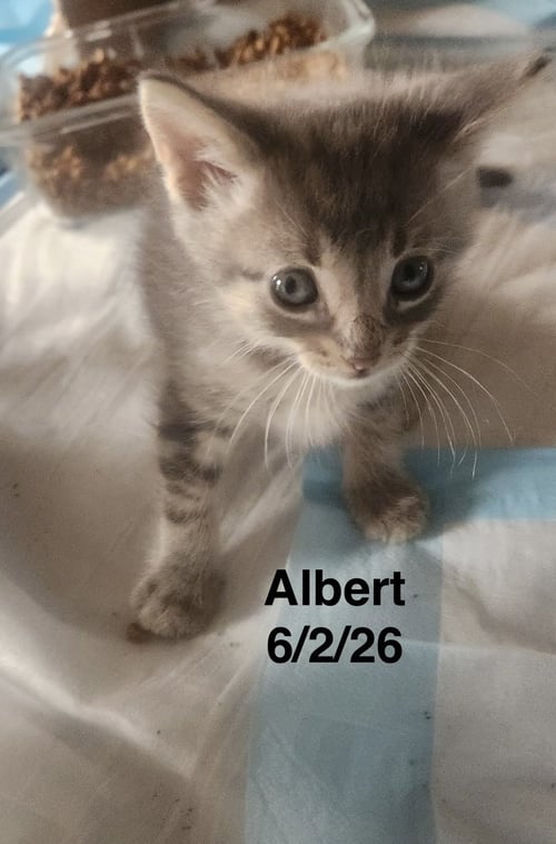 ALBERT - Tabby available for adoption
