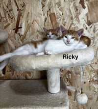 Ricky - Photo 3