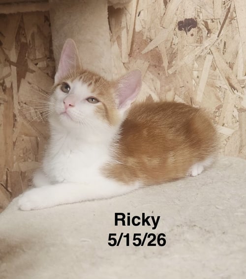 RICKY - Tabby available for adoption