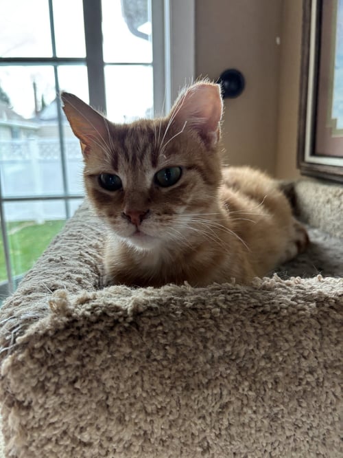 TOULOUSE - Tabby available for adoption