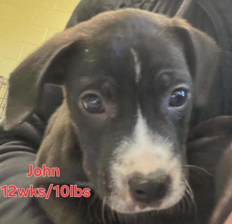 JOHN - Labrador Retriever available for adoption