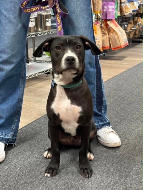 JOHNNY - Labrador Retriever / Boxer available for adoption