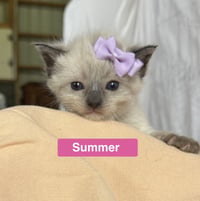 Summer - The Phoenix Litter - Photo 1