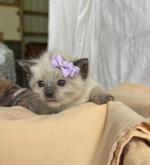 SUMMER - THE PHOENIX LITTER - Domestic Short Hair / Siamese available for adoption