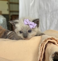 Summer - The Phoenix Litter - Photo 3