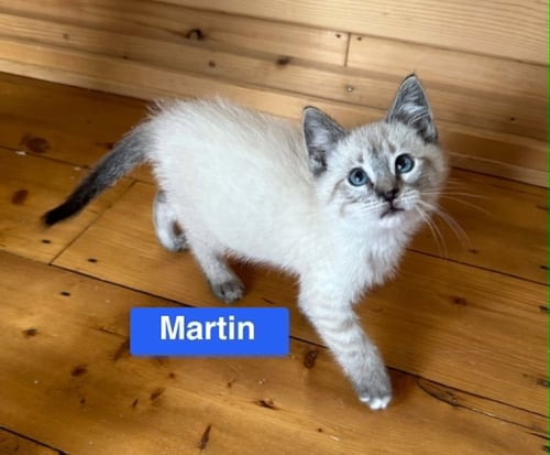 MARTIN - THE COUNTRY LITTER - Siamese available for adoption